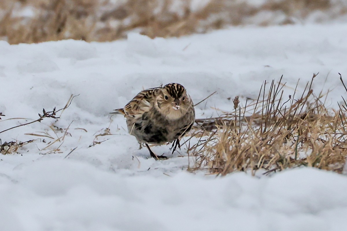 ostružka límcová - ML646451709