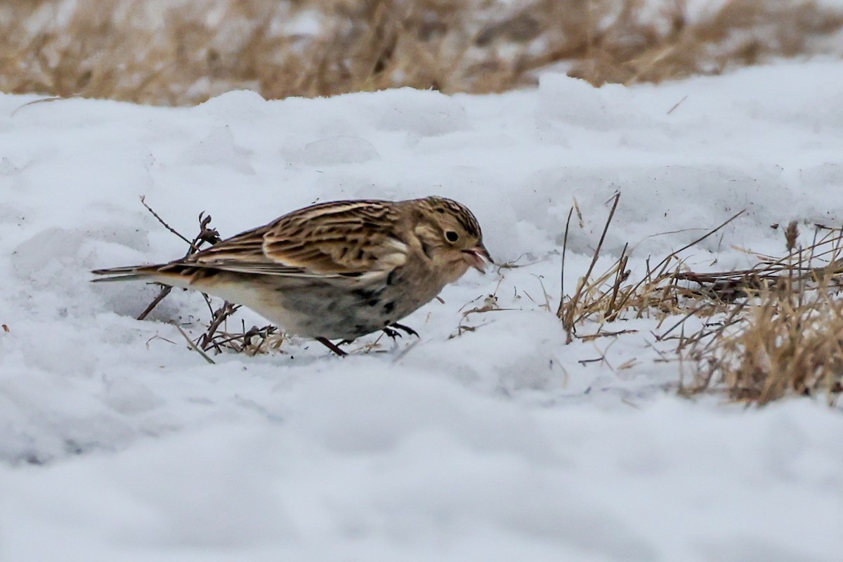 ostružka límcová - ML646451710