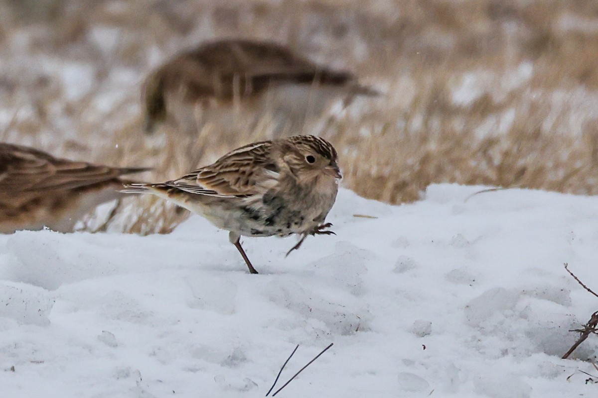 ostružka límcová - ML646451711
