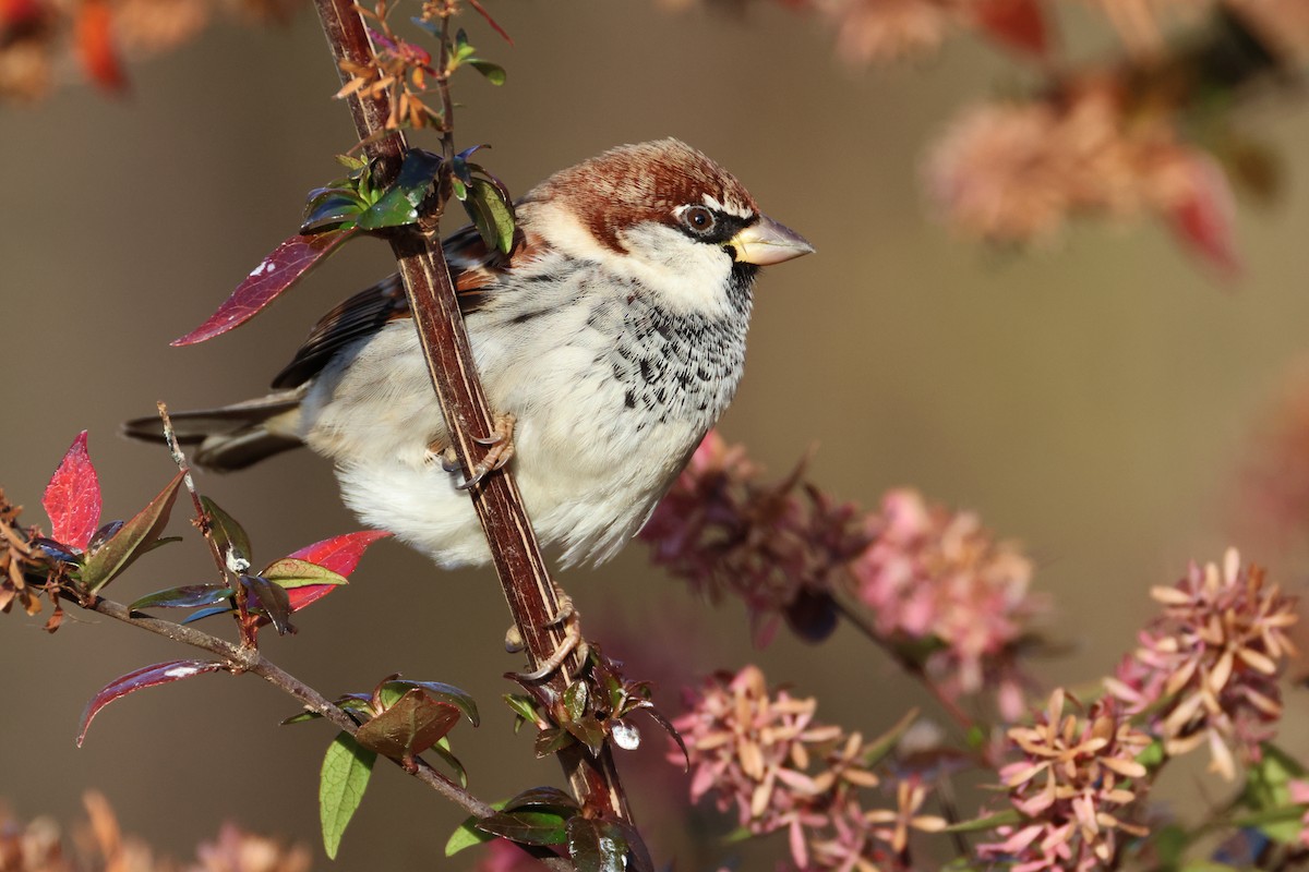 İtalyan Serçesi - ML646451712