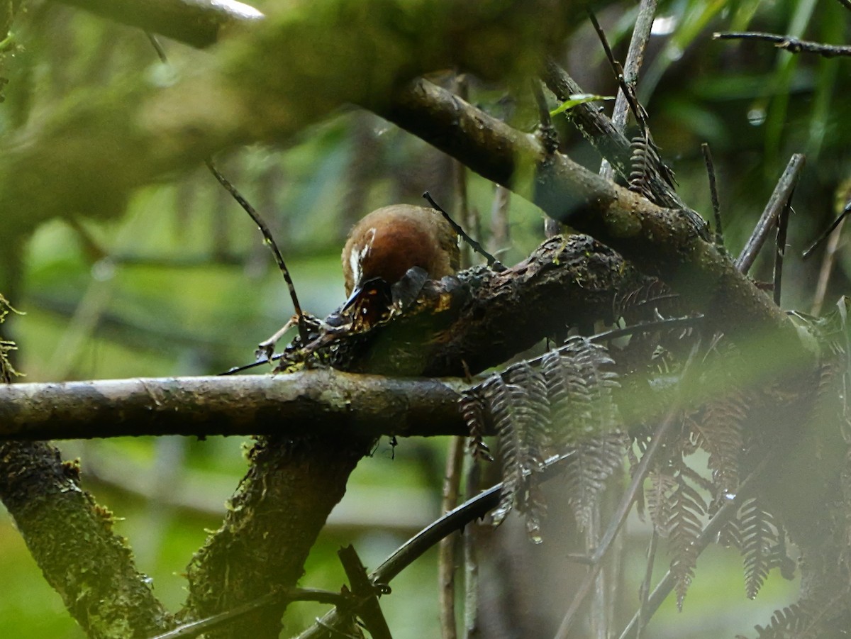 White-throated Oxylabes - ML646451713