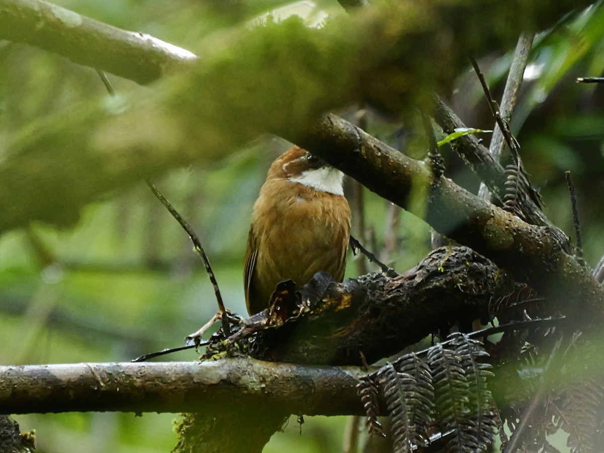 White-throated Oxylabes - ML646451714