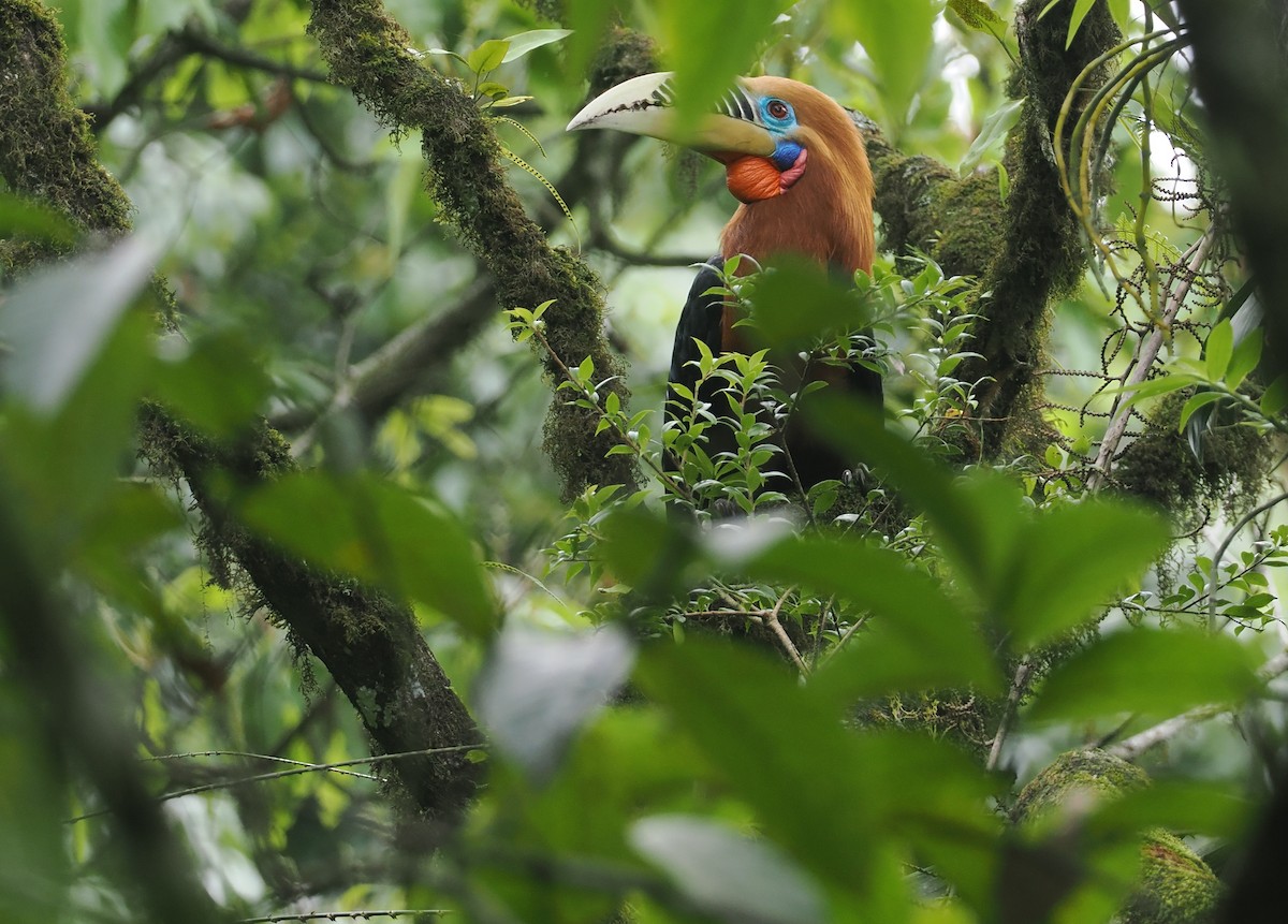 Rufous-necked Hornbill - ML646451718