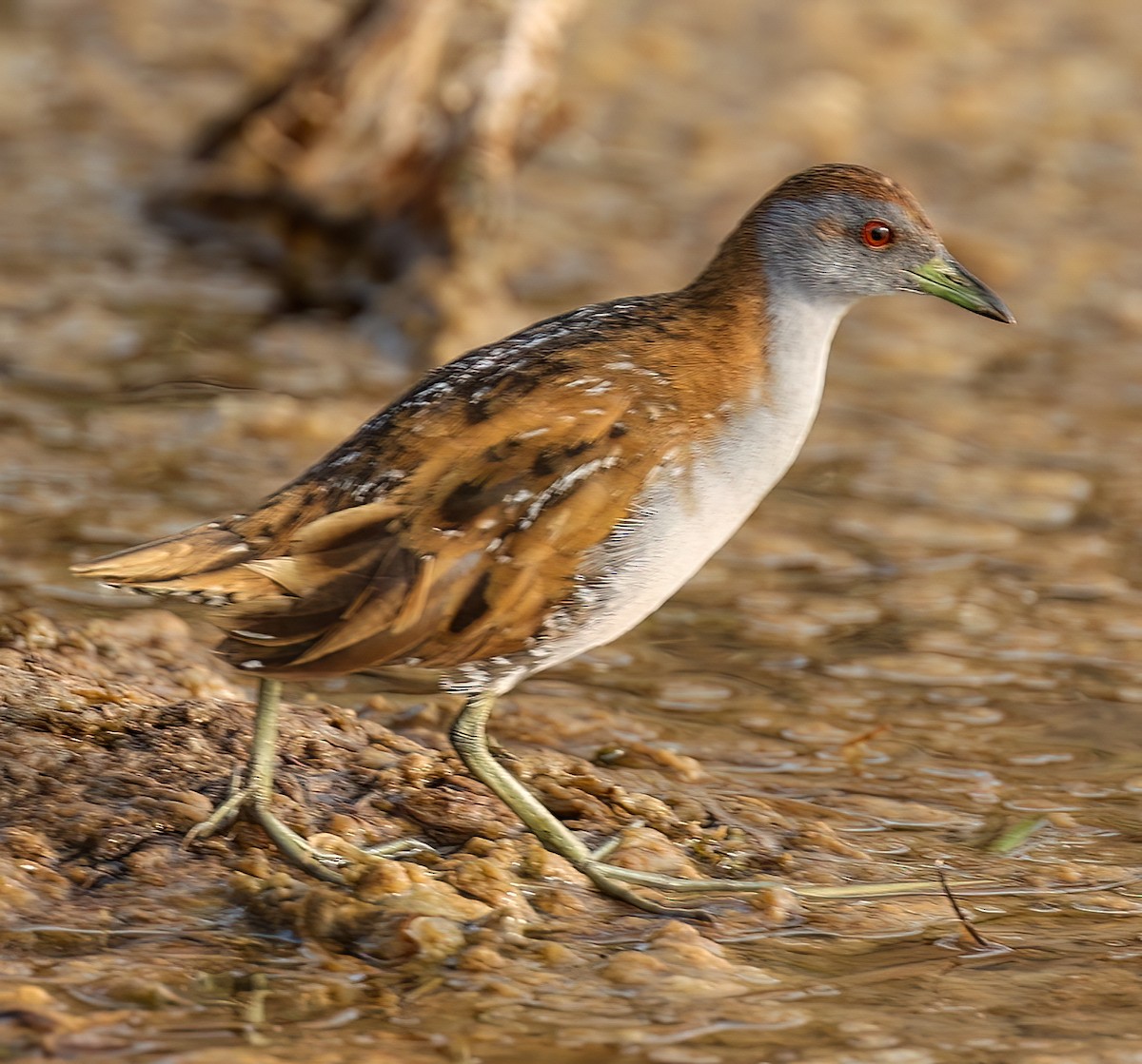Baillon's Crake - ML646451720