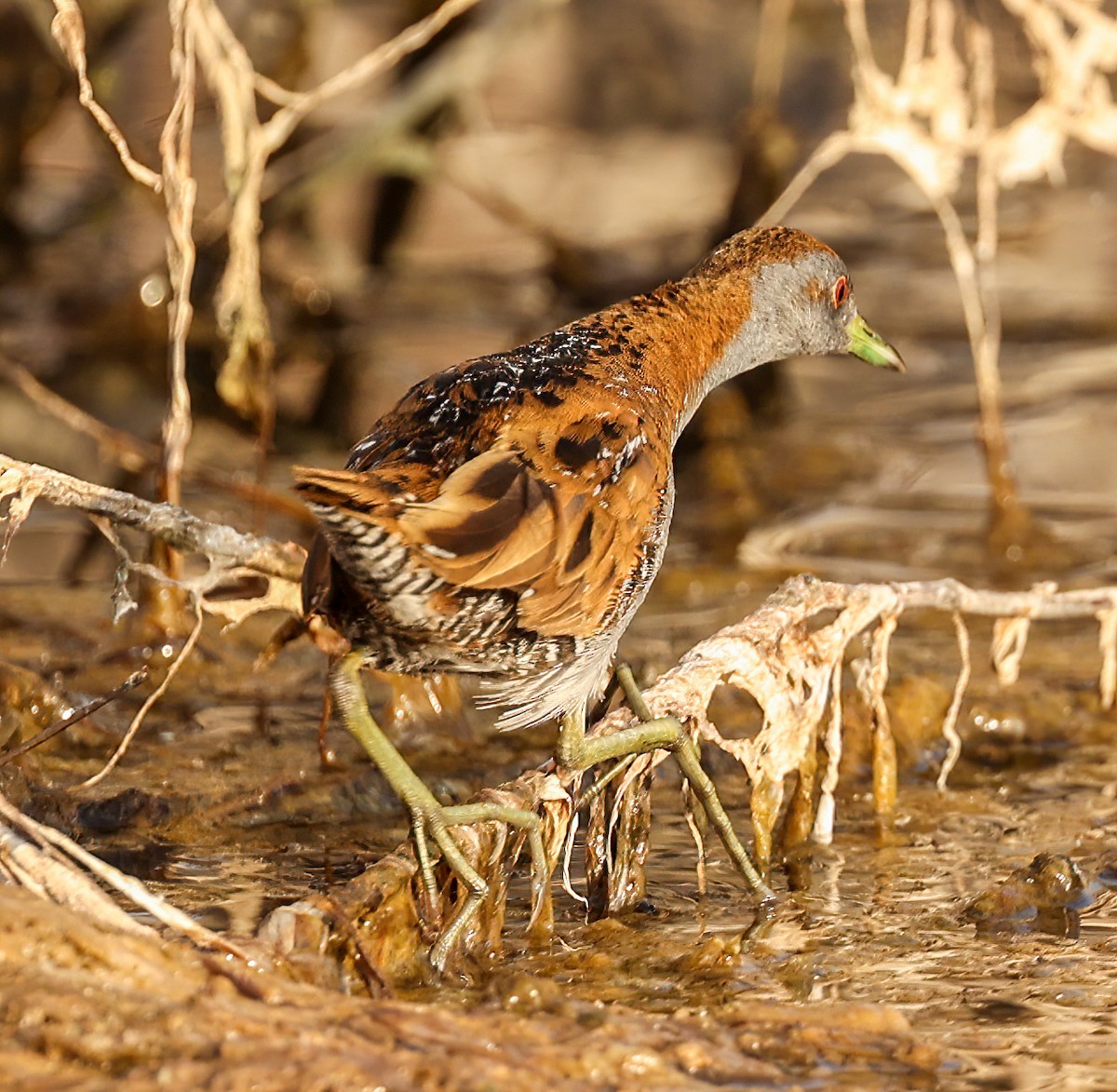 Baillon's Crake - ML646451721