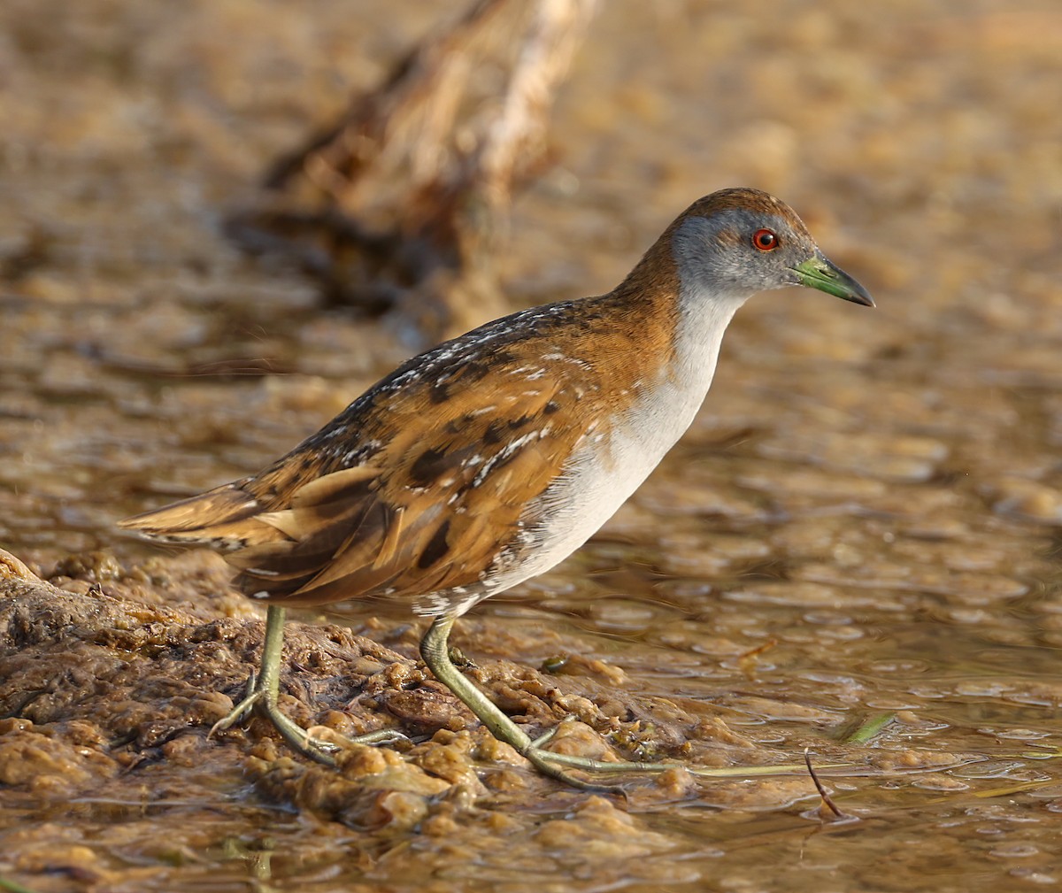 Baillon's Crake - ML646451722