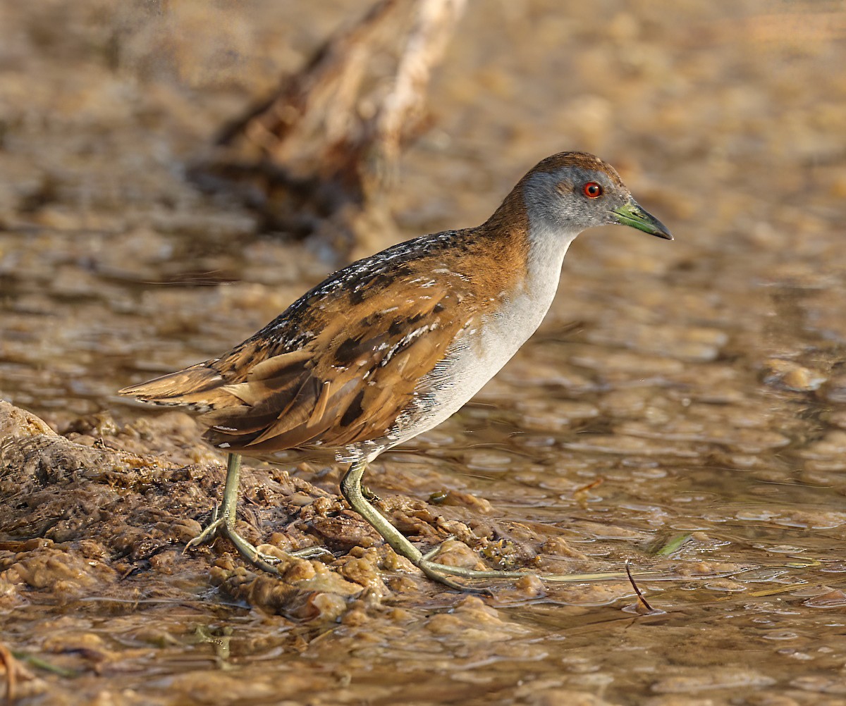 Baillon's Crake - ML646451723