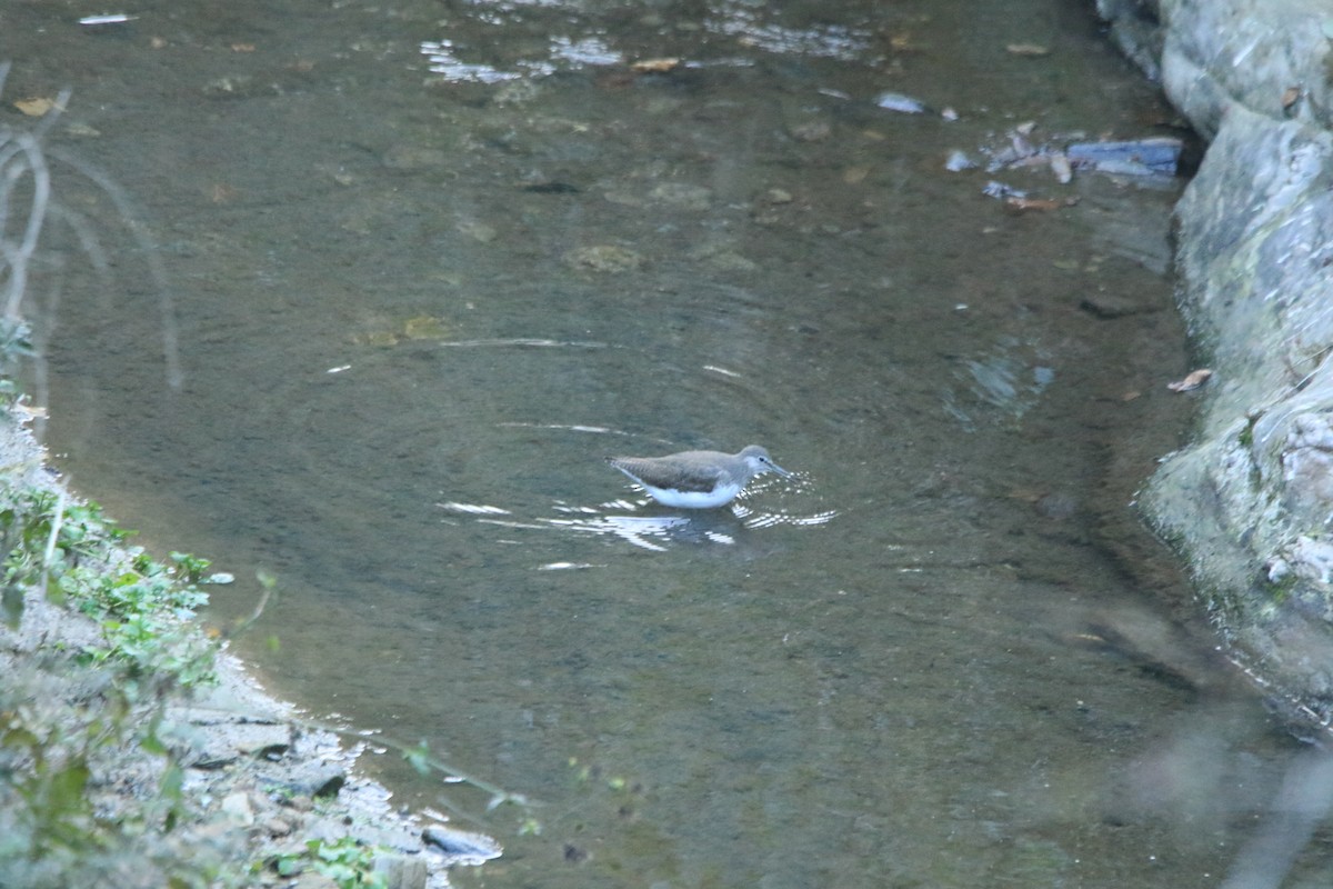 Green Sandpiper - ML646451724