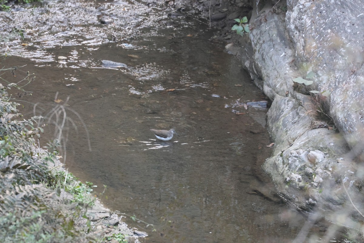 Green Sandpiper - ML646451725