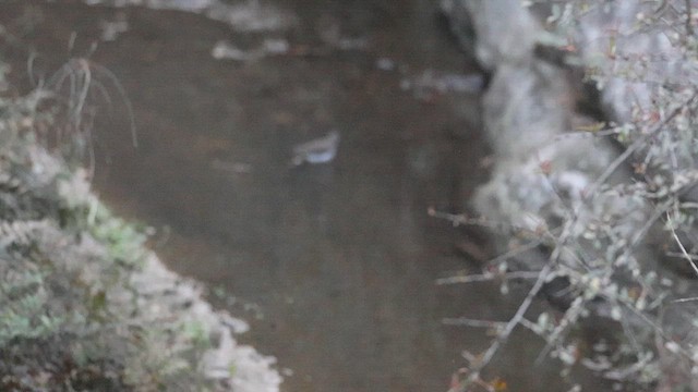 Yeşil Düdükçün - ML646451726