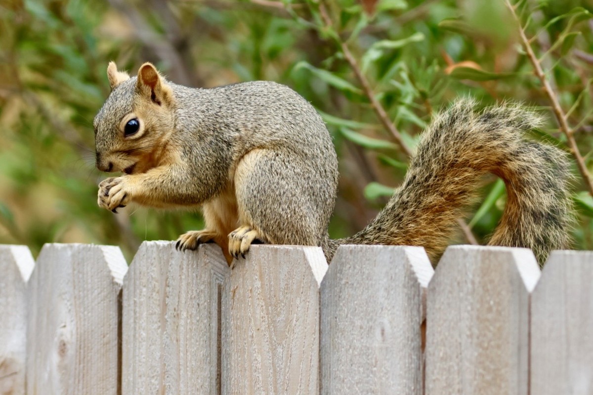 Animals - ML646451728