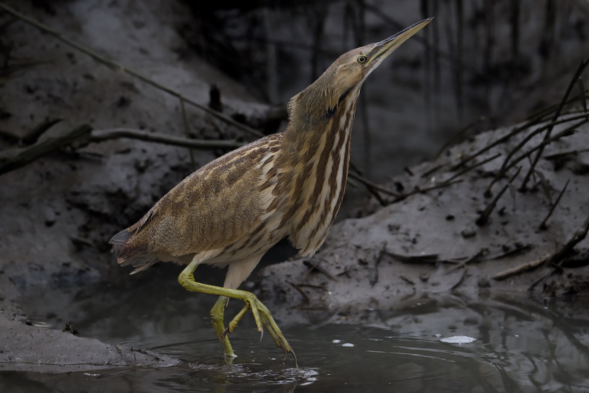 Amerika Balabanı - ML646451729