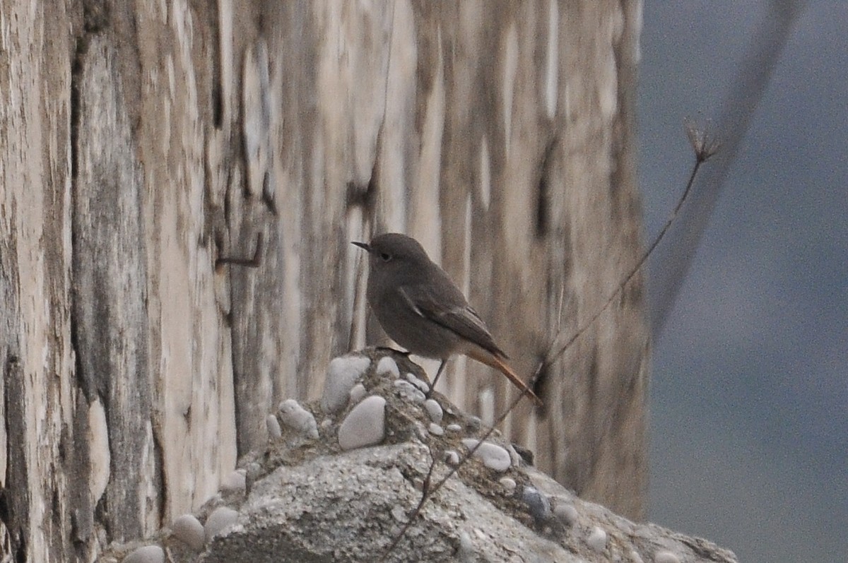 חכלילית סלעים - ML646451730