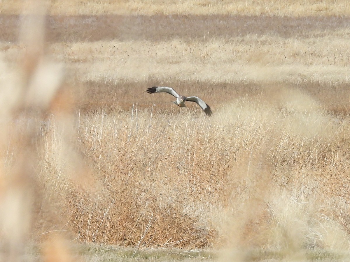 Northern Harrier - ML646451731
