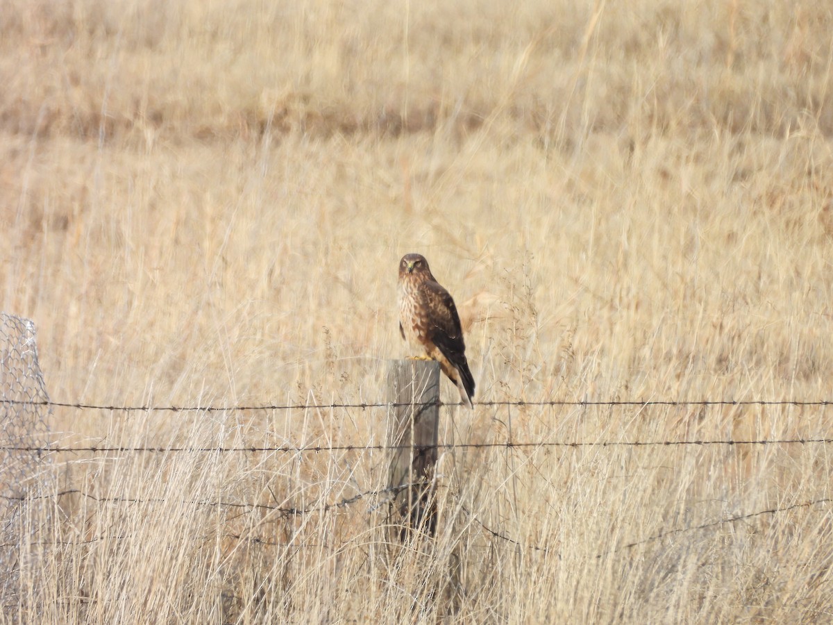 Northern Harrier - ML646451732