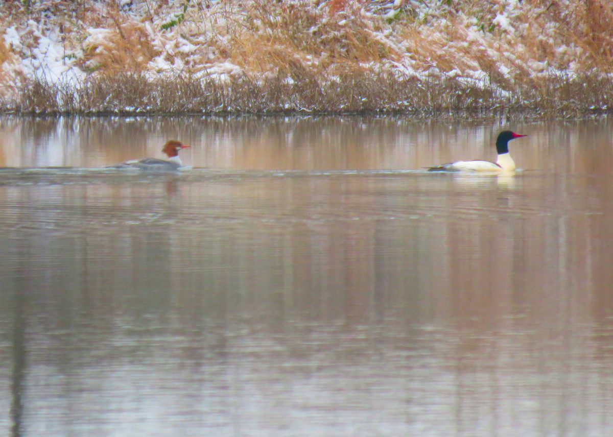 川秋沙 - ML646451734
