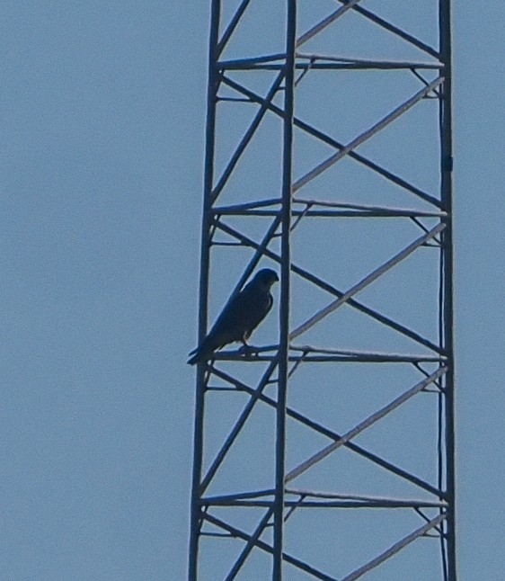 Peregrine Falcon - ML646451735