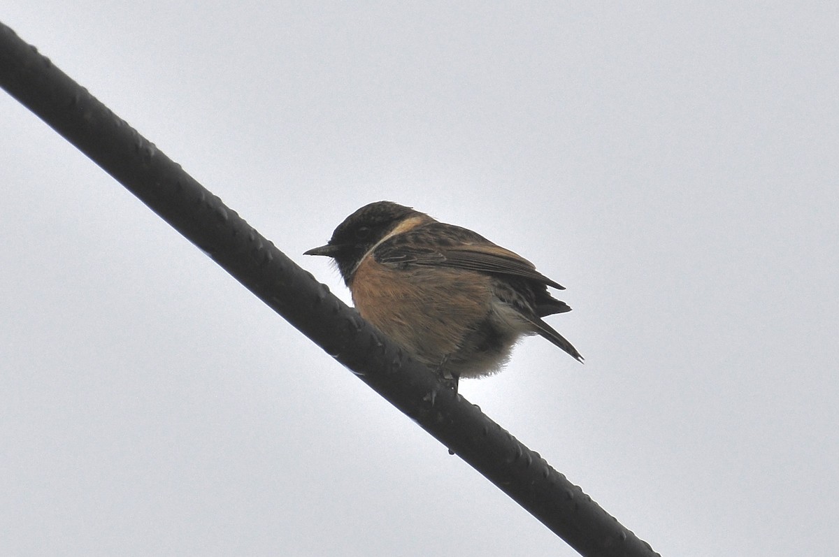 European Stonechat - ML646451739