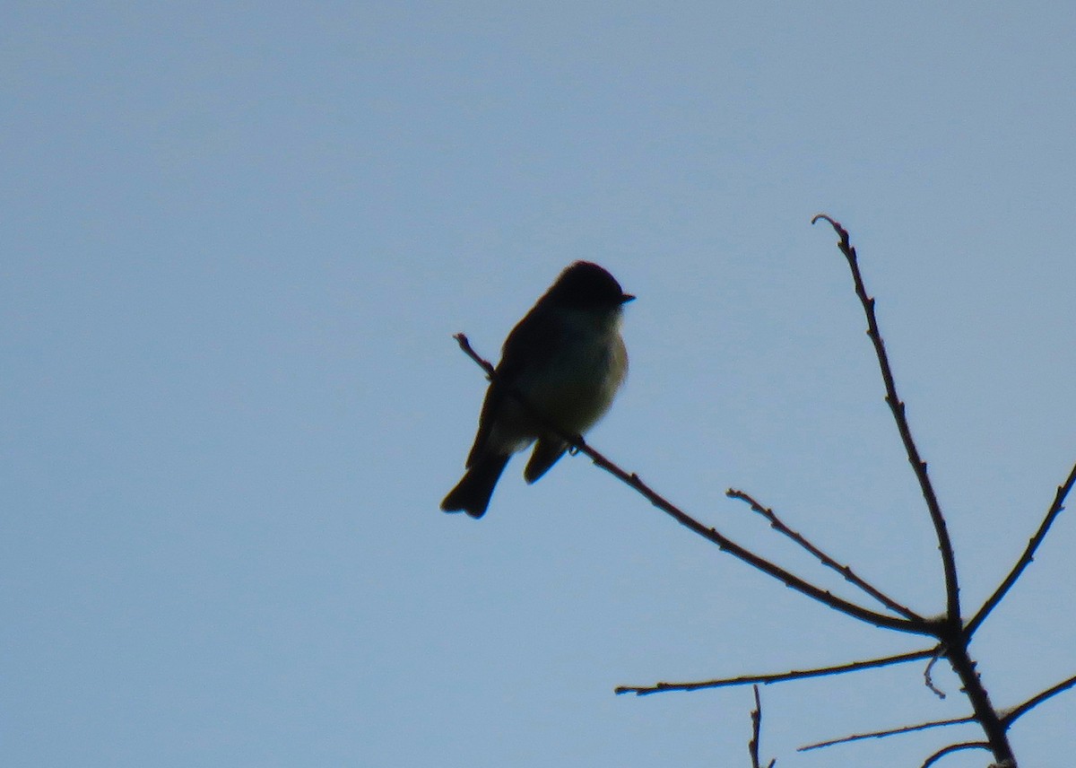 Eastern Phoebe - ML646451740
