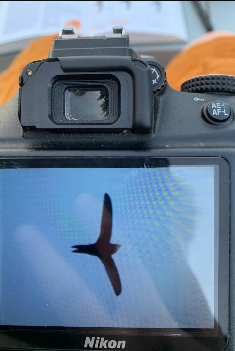 Pallid Swift - ML646451748