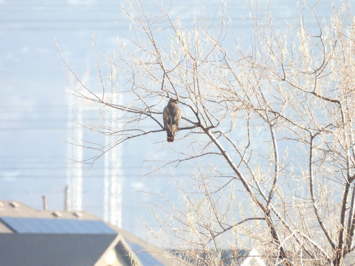 Red-tailed Hawk - ML646451749