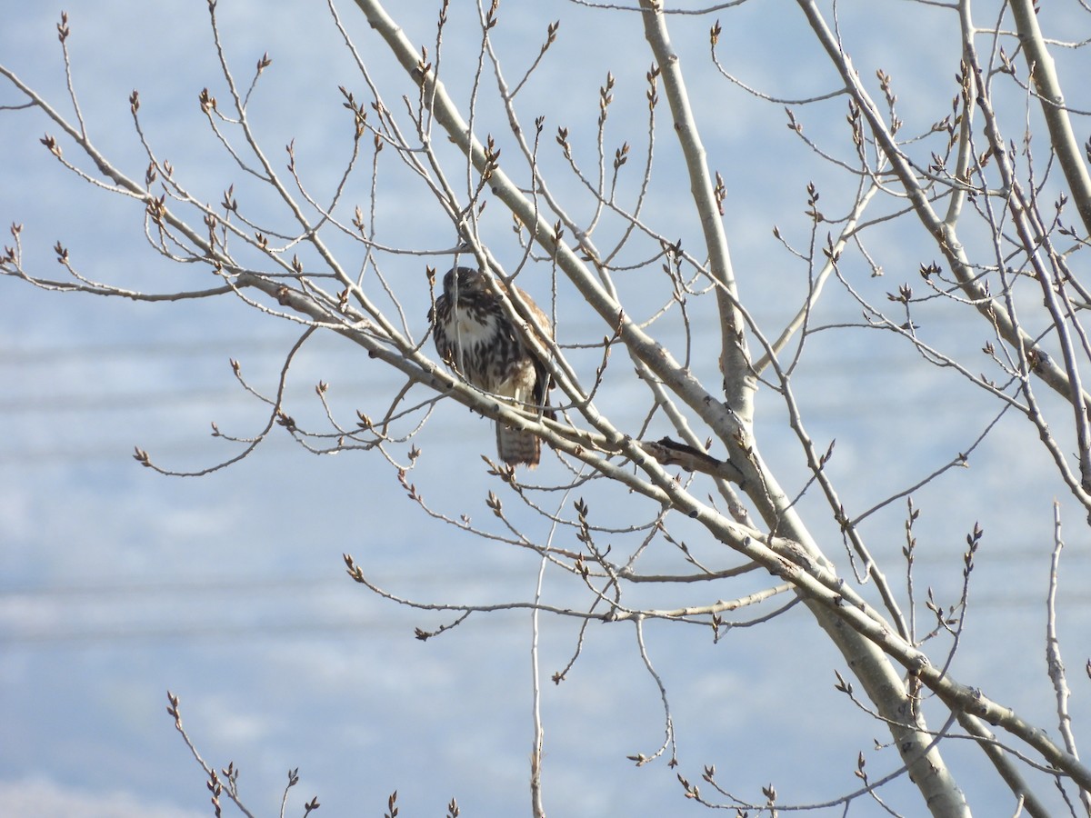 Red-tailed Hawk - ML646451750