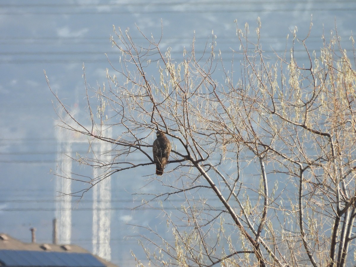 Red-tailed Hawk - ML646451751