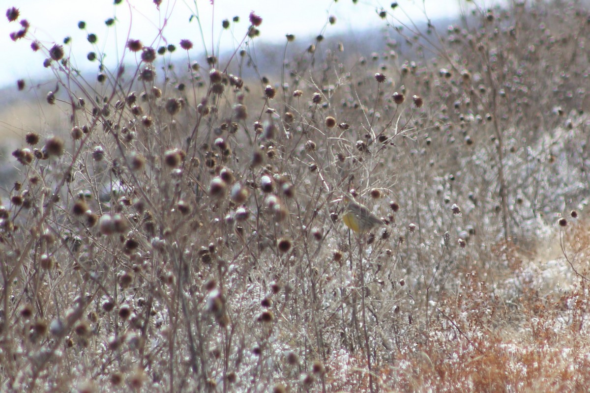 Western Meadowlark - ML646451752