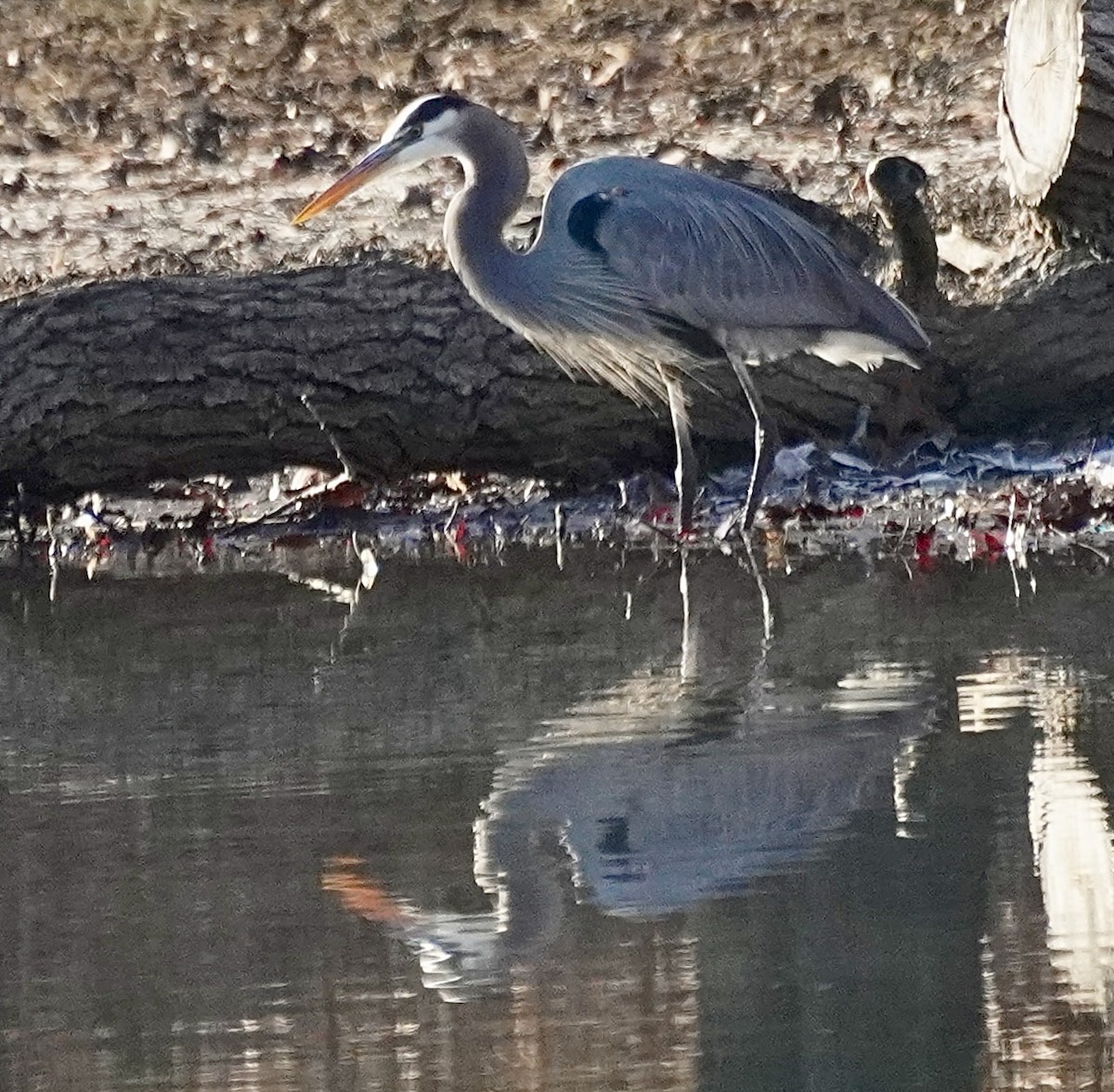 オオアオサギ - ML646451753