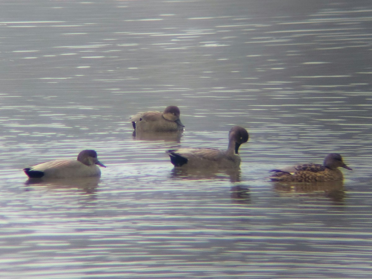 kopřivka obecná - ML646451759