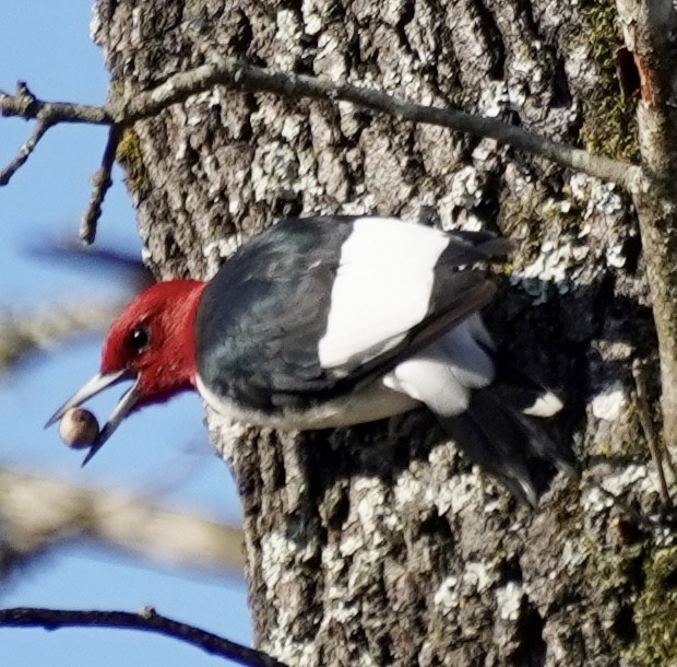 ズアカキツツキ - ML646451760