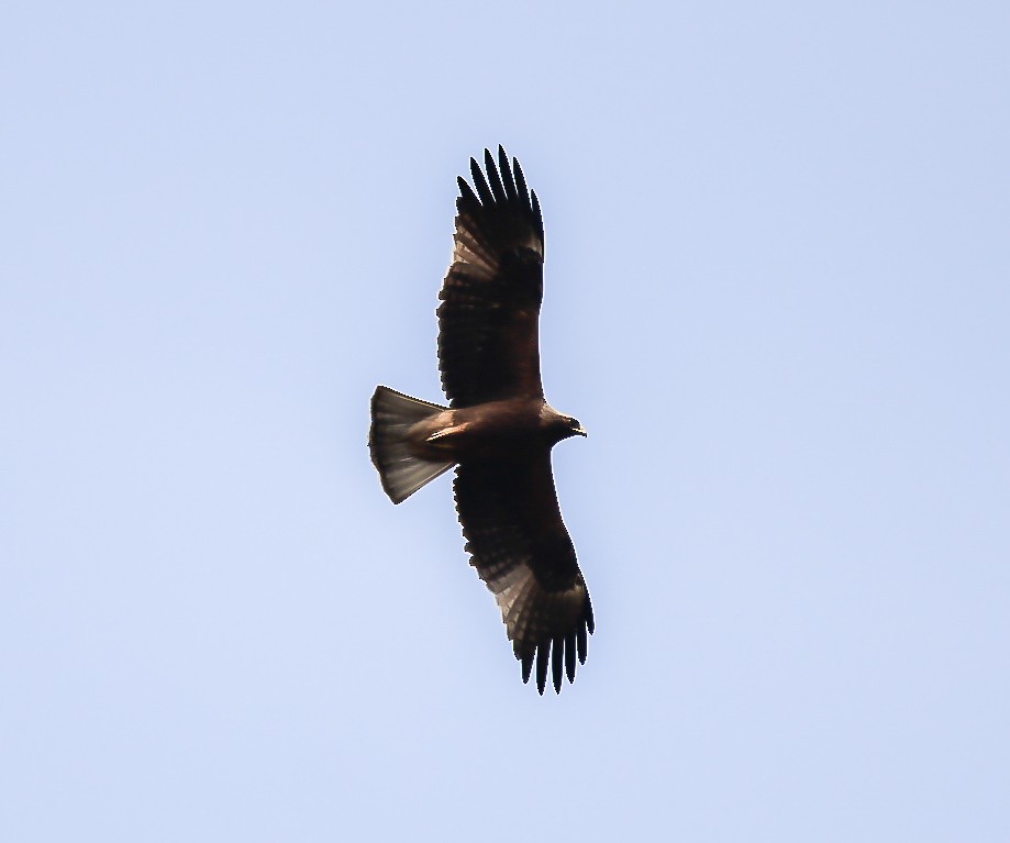 orel nejmenší - ML646451761