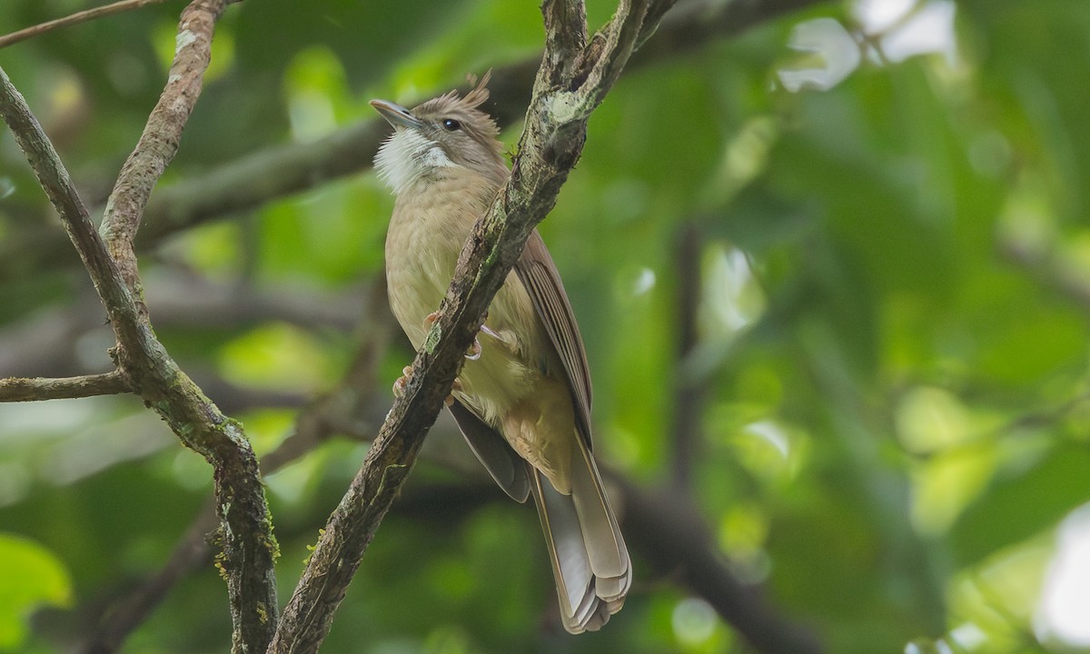 Ochraceous Bulbul - ML646451763