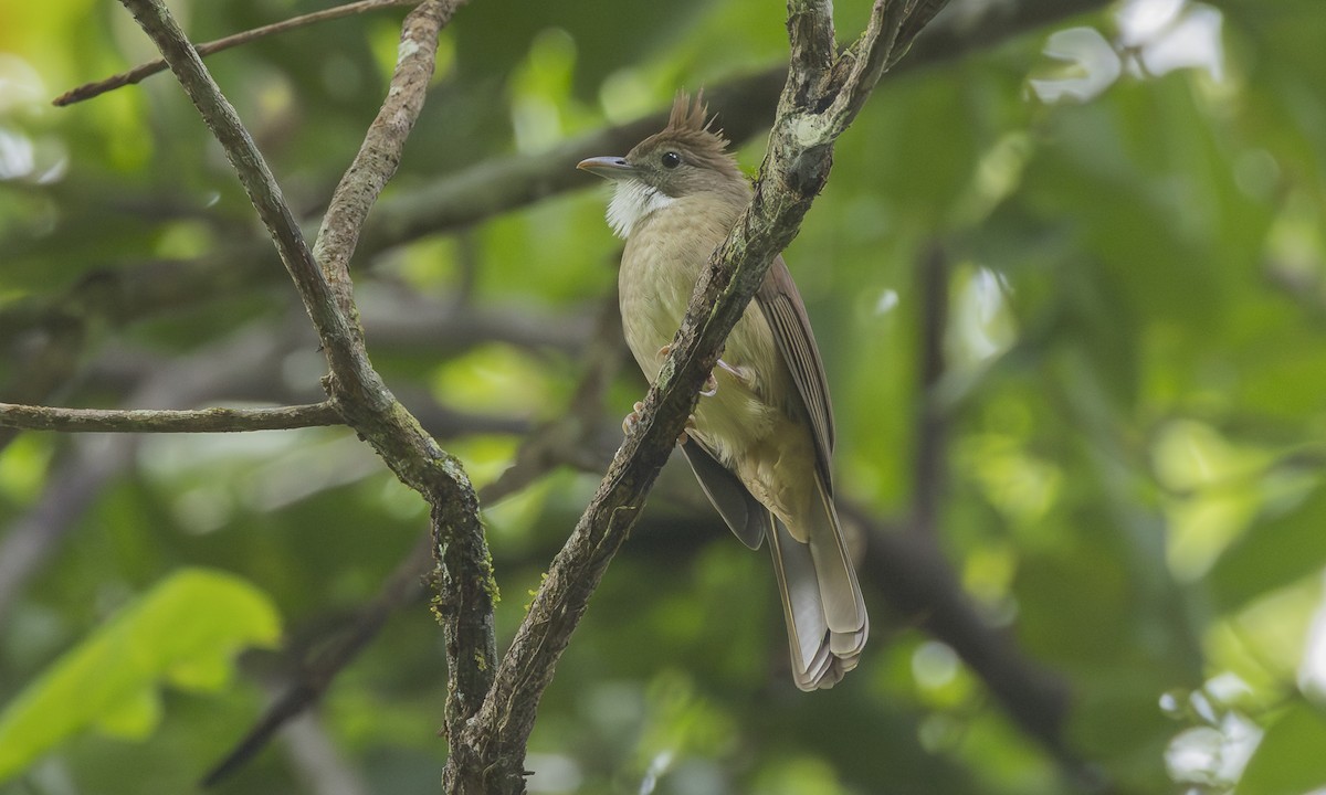Ochraceous Bulbul - ML646451764