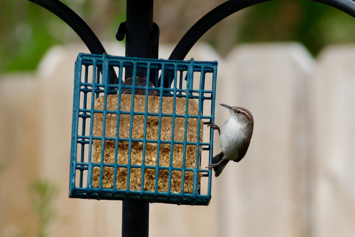 Bewick's Wren - ML646451769