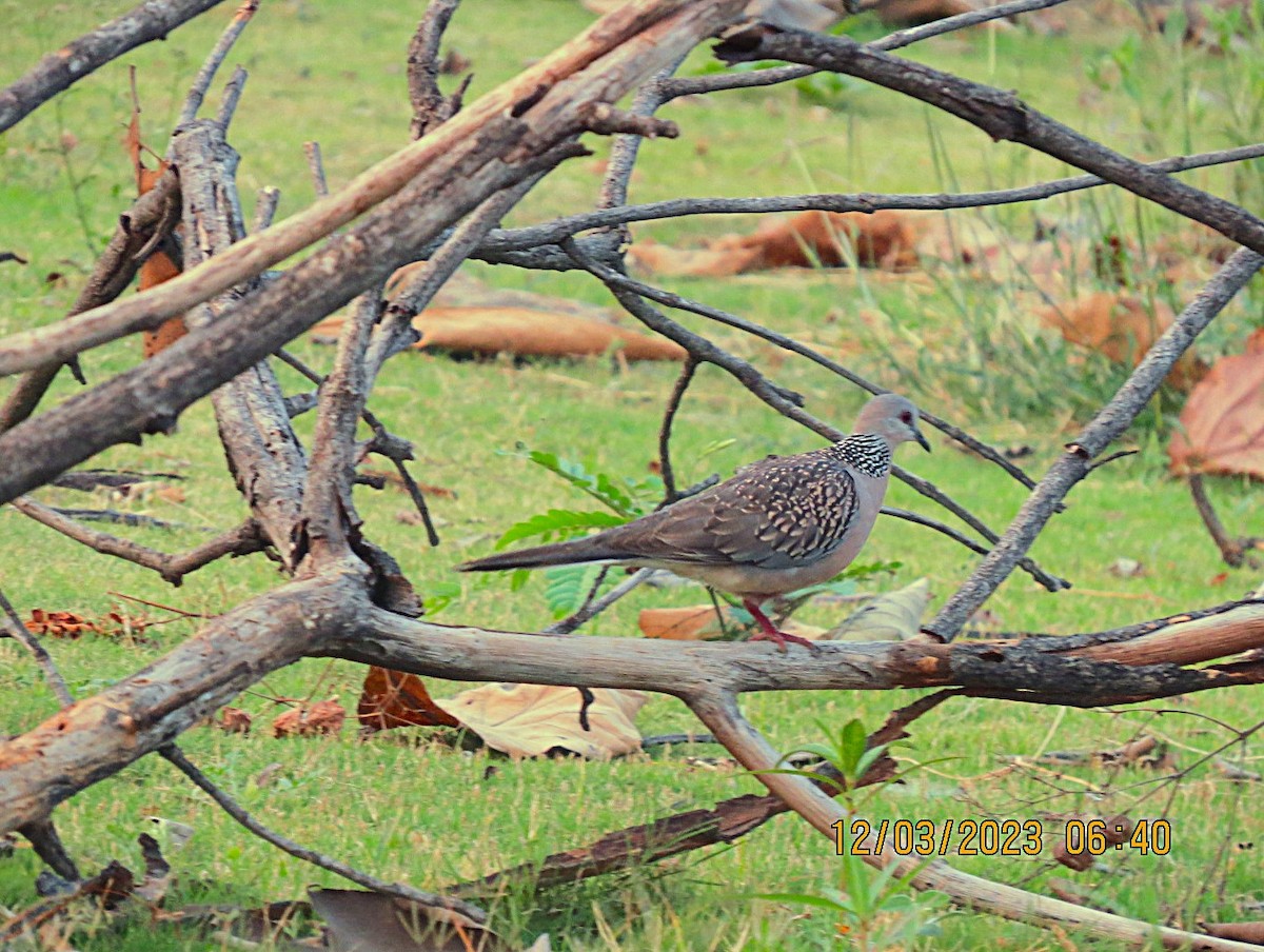 Spotted Dove - ML646451770