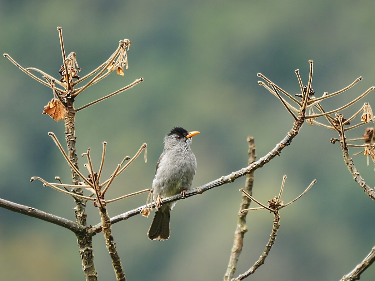 Malagasy Bulbul - ML646451772