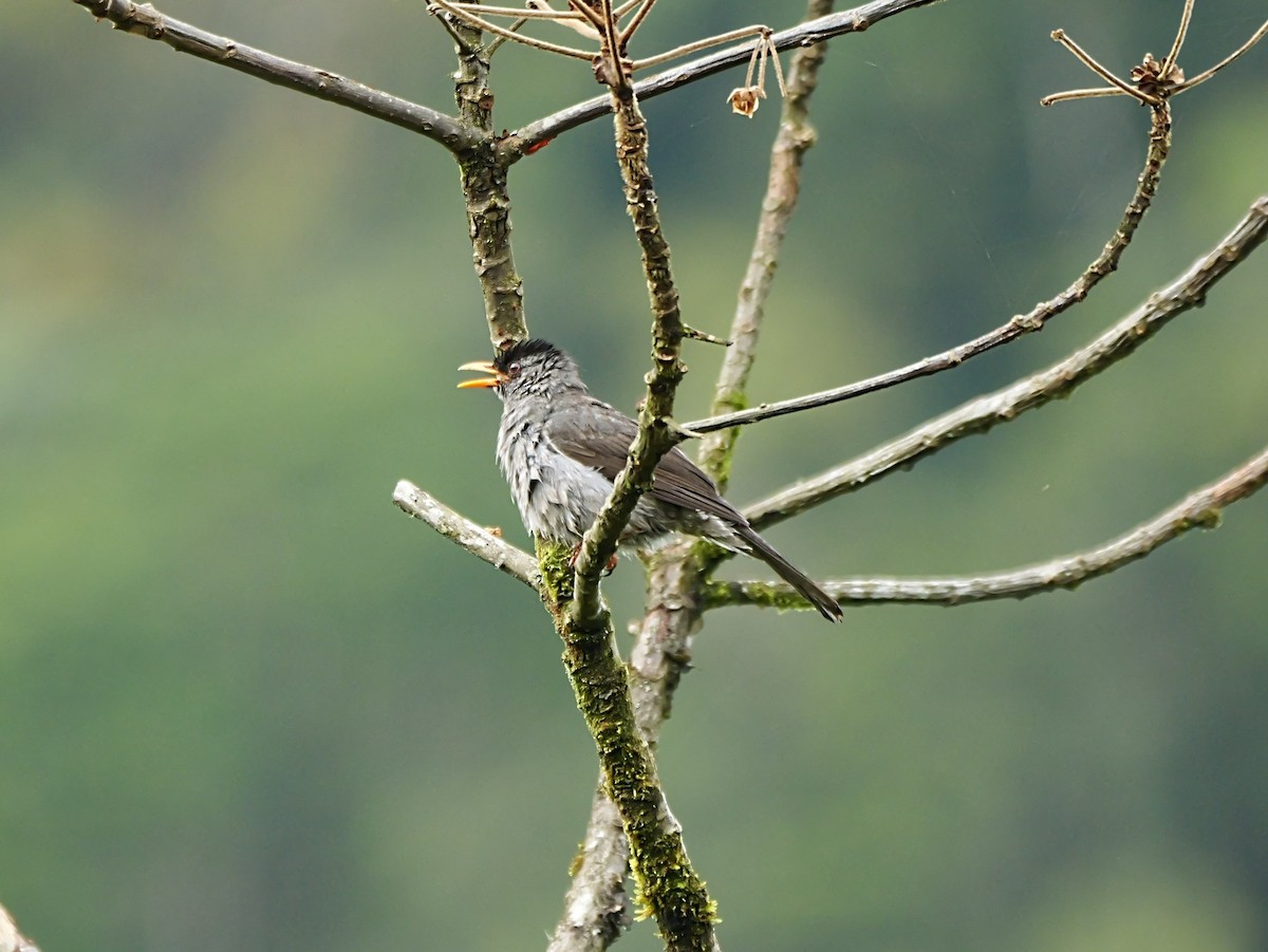 Malagasy Bulbul - ML646451773