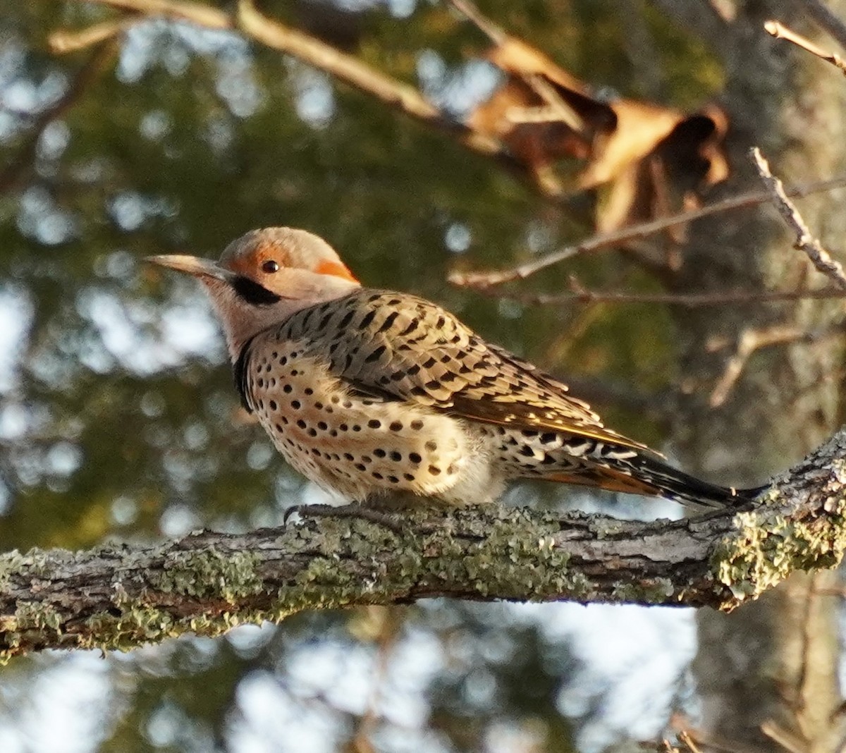 ハシボソキツツキ - ML646451774