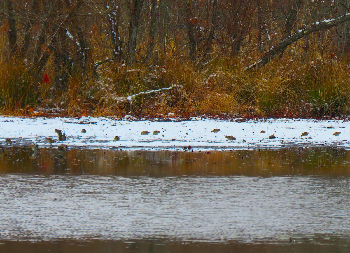 Wilson's Snipe - ML646451778