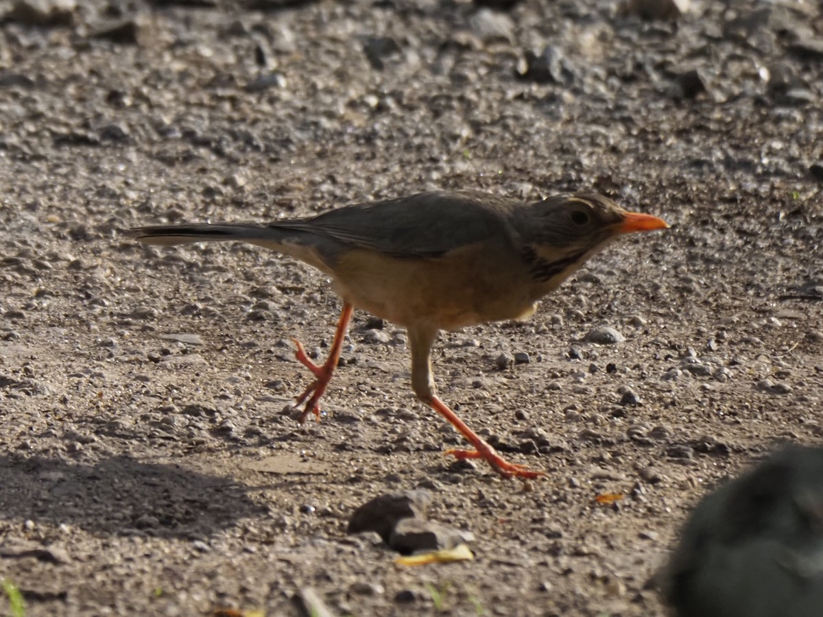 Kurrichane Thrush - ML646451780