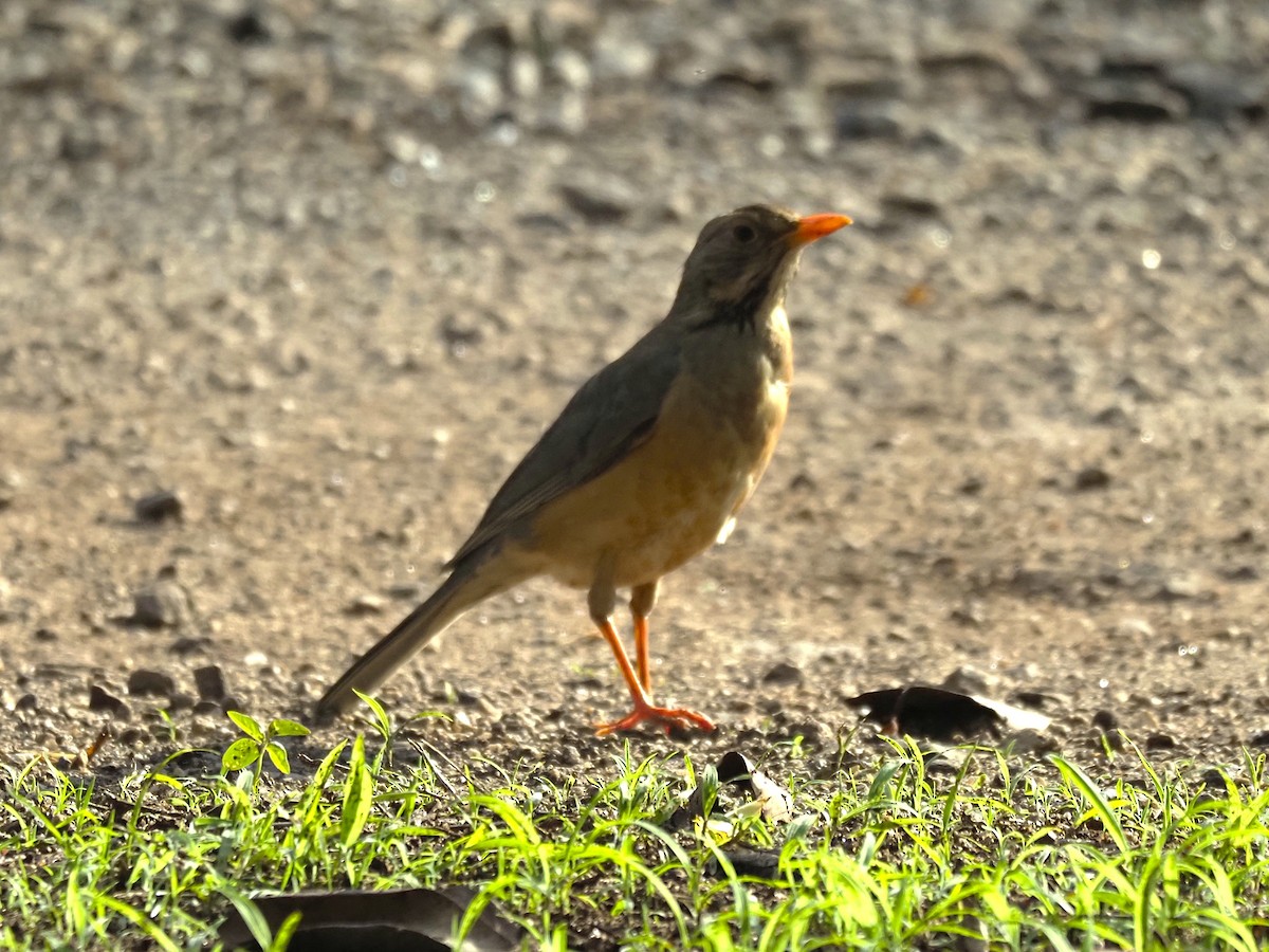 Kurrichane Thrush - ML646451781