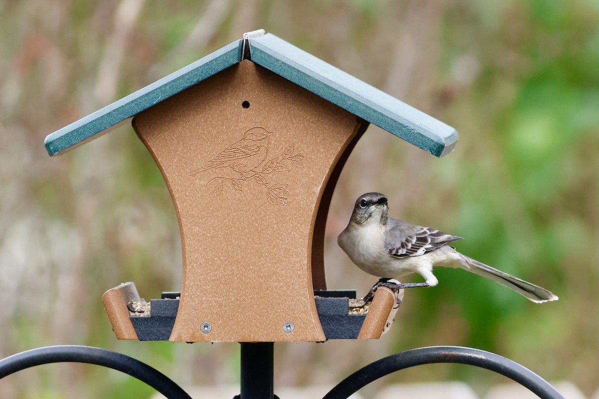 Northern Mockingbird - ML646451784