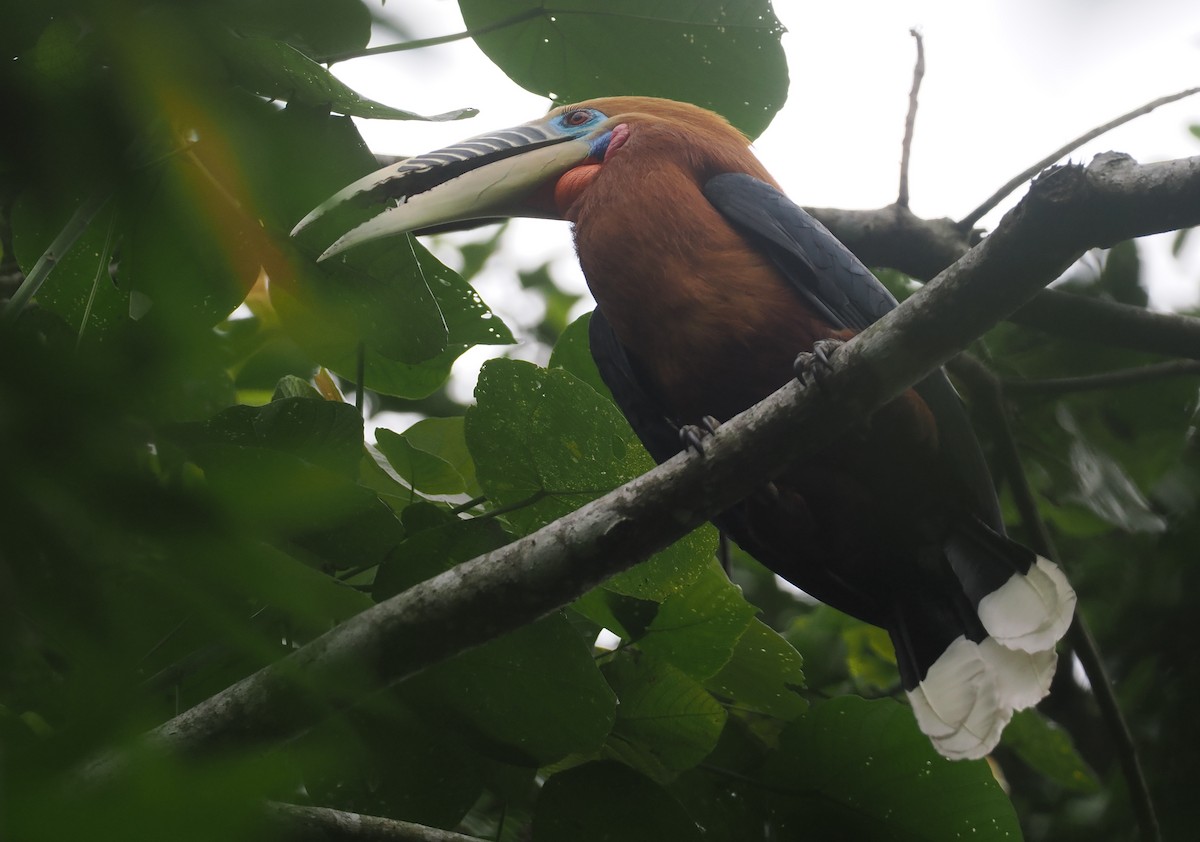 Rufous-necked Hornbill - ML646451786