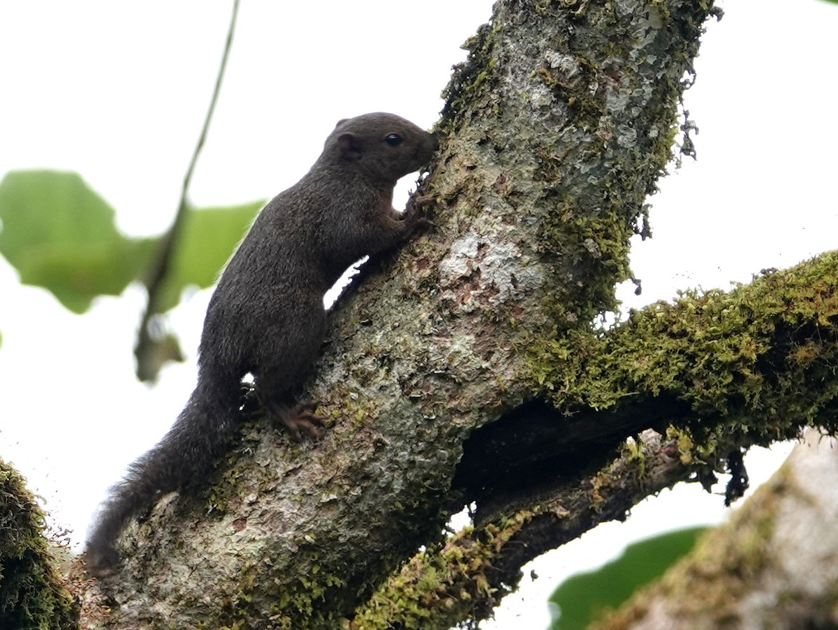 Central American Dwarf Squirrel - ML646451787