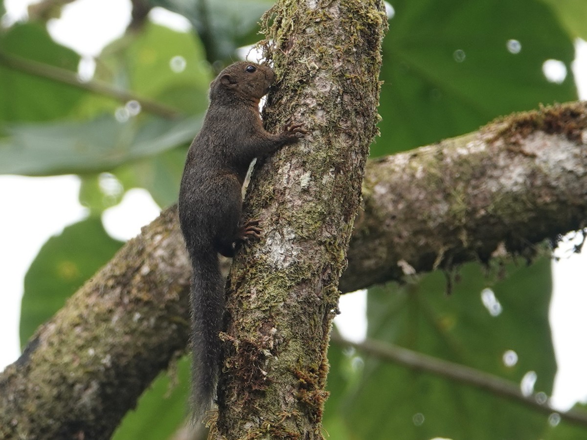 Central American Dwarf Squirrel - ML646451788