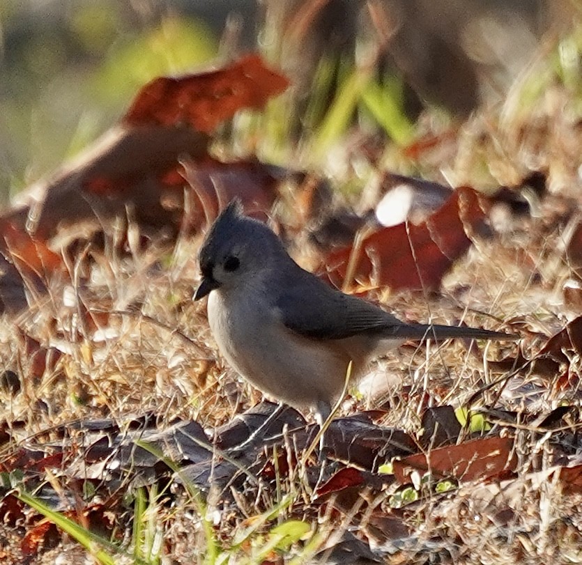 エボシガラ - ML646451790