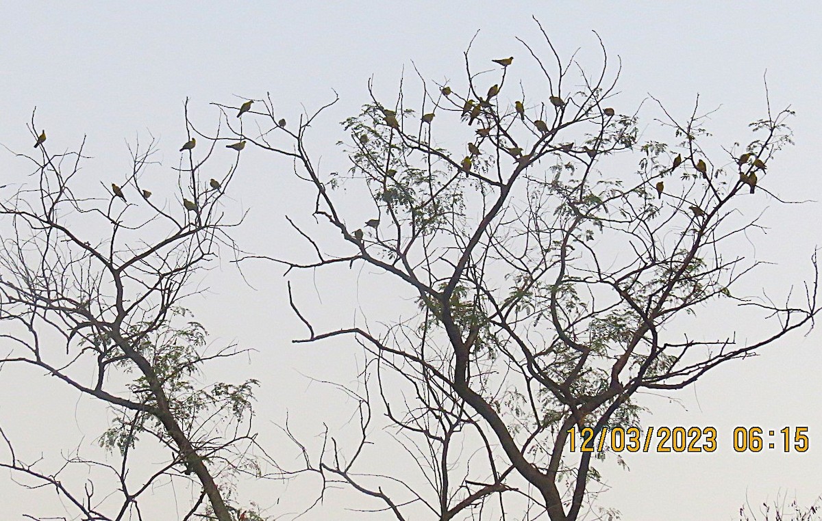 Yellow-footed Green-Pigeon - ML646451791