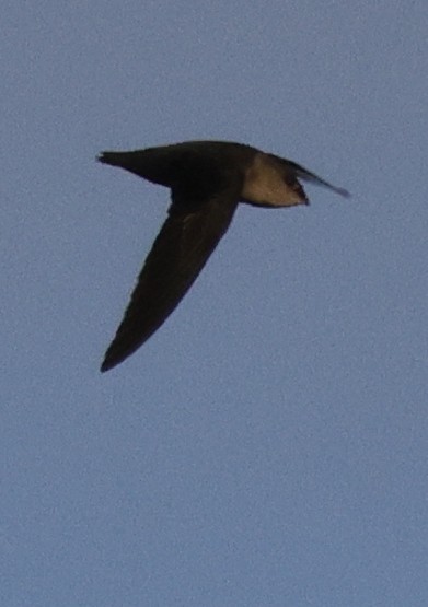 Chimney Swift - ML646451795