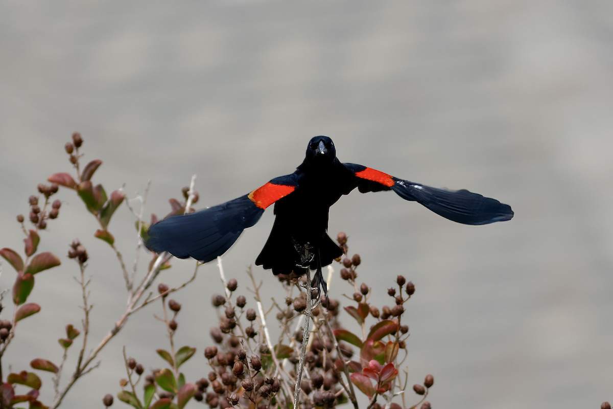 Red-winged Blackbird - ML646451796